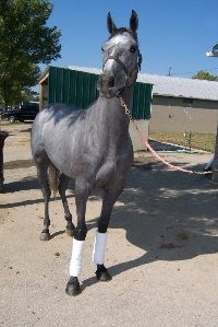 General Sharay was sold directly from the track to his new owner.