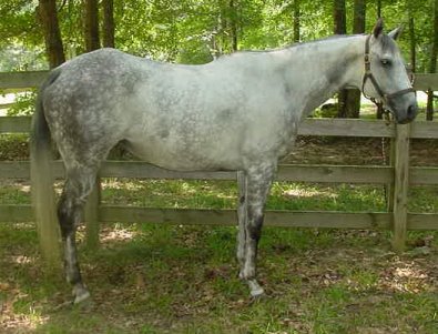 He Named Me Katie needs to find a new home as a broodmare. She is a granddaughter of Buckpasser. 