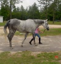 He Named Me Katie is being ridden by a child.