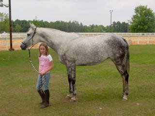 He Named Me Katie is a Thoroughbred broodmare prospect who can be lightly ridden by children.