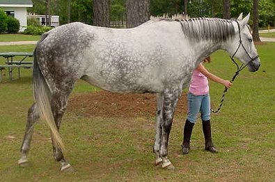 He Named Me Katie needs to find a new home as a Thoroughbred broodmare.