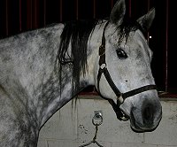 This Grey Mare is a grandaughter of Buckpasser. 