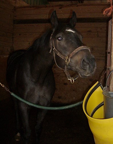 Joker's Jest was a Bits & Bytes Farm Prospect Horse for Sale in May 2006.