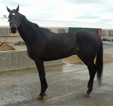 Joker's Jest at the track.