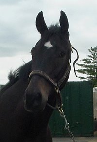 Joker's Jest is safe in Georgia. Read his Success Stories page. 