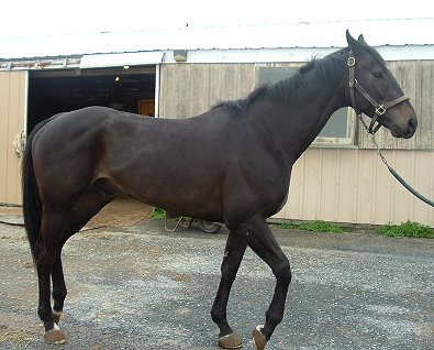 Joker is a black 17 hand gelding.