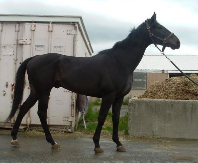 JOker is 17 hands and black.