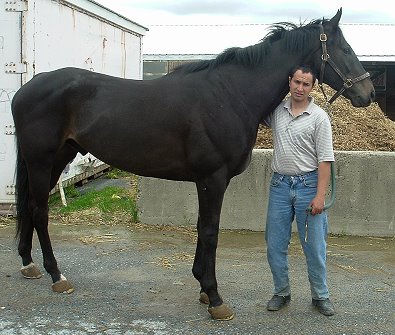 Joker's Jest was a Bits & Bytes Farm Prospect Horse for Sale in May 2006.