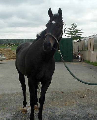 Balck gelding for sale.