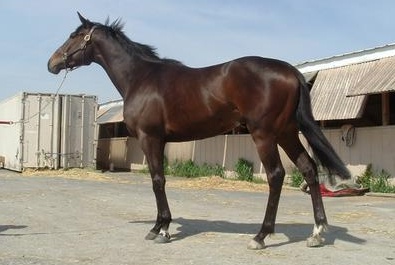 Mr. Mully was a Prospect Horse for Sale. He was purchased directly from his owner/trainer at the track.