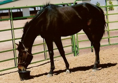 Mr. Mully was purchased as a Prospect Horse for Sale by Kristin palmer of St. Lake City.