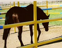 Bits & Byte Farm help to arrange the equine transportation services to get Mr. Mully to Salt Lake City.