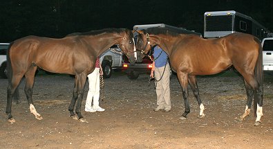 Political Pull reunites at Bits & Bytes Farm with his full sister - Most Always a Lady. August 2006