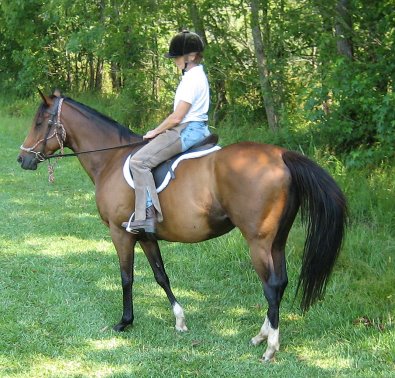 Most Always a Lady - OTTB Trail riding  and fox hunting