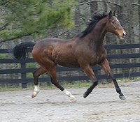 Former Prospect Horse for Sale - Pearl D`Azure at Bits & Bytes Farm.