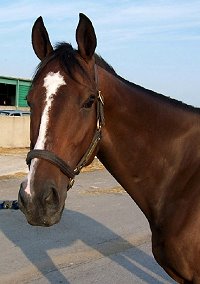 Bay Thoroughbred horse for sale.