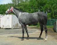 NEW! 2002 Grey Thorughbred filly for sale. 