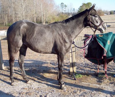 "Pretty" has been trained and is ready for resale.
