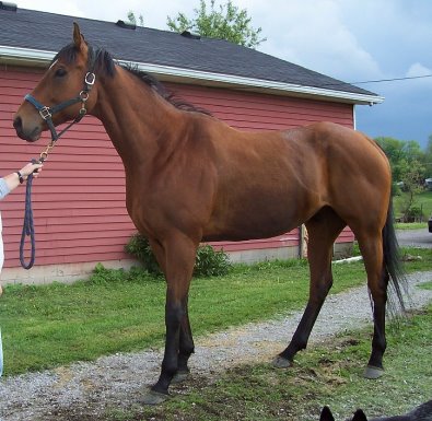 Thoroughbred gelding for sale. 
