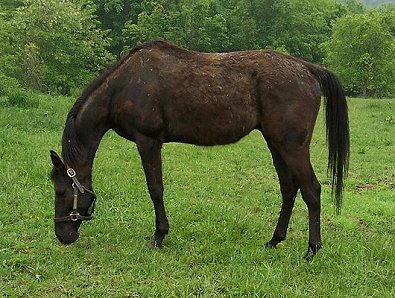 So Romeo again he had lost 300 or more pounds since leaving the track.