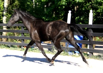 So Romeo arrives at Bits & Bytes Farm. June 6, 2006