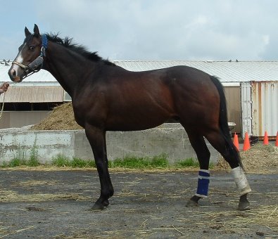 Storm Shooter at the track. May 2006