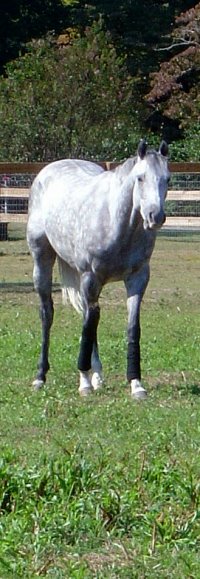 Sing D Song was a Prospect Horse for Sale. Grey horses sell fast!