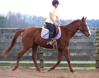 Our former prospect horse for sale name Skinny is now being ridden by a 13 year old young lady. March 12, 2006