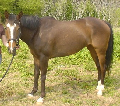 Former Prospect Horse for Sale - Suzie Maewon - April 2, 2006