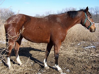 Vicky Vicky Vicky is unraced.