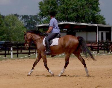Vicky Vicky Vicky and Robin L. Cannizzaro D.V.M at their first dressage show.