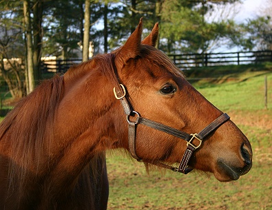 Viva Vicky at Bits & Bytes Farm. March 22, 2006