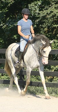 Paran was trained by Elisa Wallace and owned by Chase New.