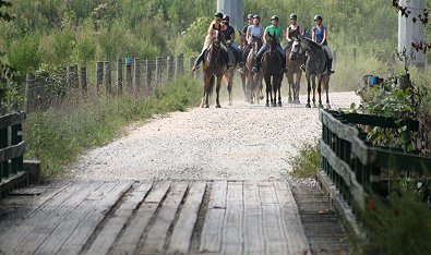 The First Test - Thoroughbreds Crossing a Wooden Bridge