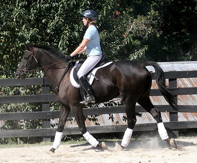 OTTB - So Romeo learns dressage with his new mom- Niki Rawls. October 7, 2006