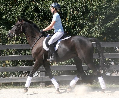 OTTB - So Romeo learns dressage with his new mom- Niki Rawls. October 7, 2006