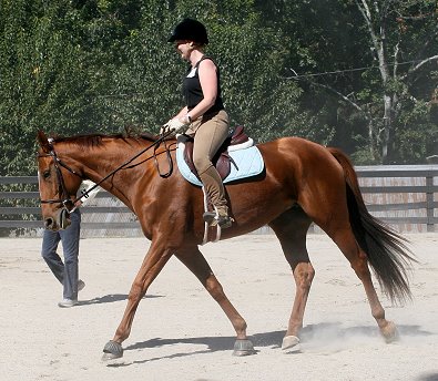 Steffie's Hope was a Prospect Horse for Sale. She was purchased by Christy Tucker in January 2005.